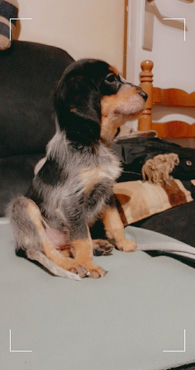 Rafale participe au concours pour gagner de l'argent avec cette photo : canidae, carnivore, comfort, companion_dog, couch, dog, dog_breed, flooring, foot, fur, paw, picture_frame, puppy, sitting, sporting_group, working_dog