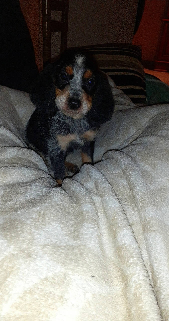 Rafale participe au concours pour gagner de l'argent avec cette photo : bored, carnivore, chair, comfort, companion_dog, couch, dog, dog_breed, fur, living_room, paw, room, sporting_group, terrestrial_animal, whiskers, working_animal, working_dog