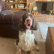 Reggie is registered to the contest to win money with this photo: brick, brown, carpet, cute, decor, dog, ears, fireplace, fur, furniture, home, indoor, leather_chair, living_room, mouth_open, pet, shelf, sitting, tongue, white