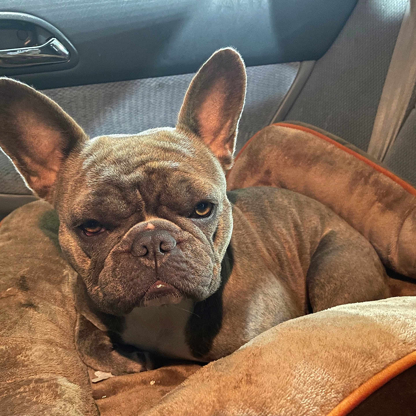 Athena Marie joined the competition — help win amazing prizes! animal, blanket, bulldog, canine, car, car_interior, carseat, dog, frenchbulldog, pet, pitbull, puppy, snout, transportation, vehicle