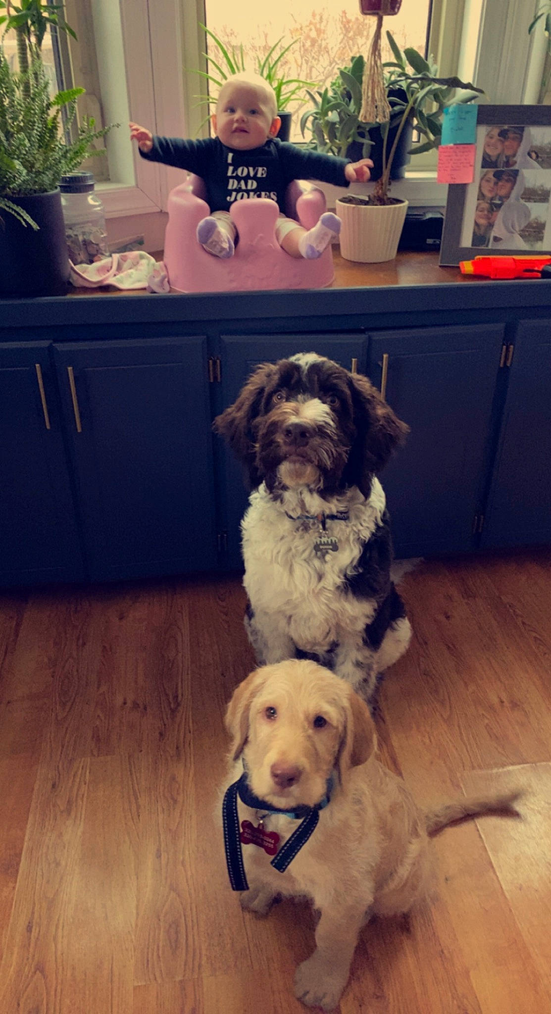 Ember joined the competition — help win amazing prizes! blurred, carnivore, chair, companion_dog, dog, dog_breed, floor, flooring, fur, hardwood, houseplant, laminate_flooring, mammal, person, picture_frame, plant, room, snout, toddler, toy_dog