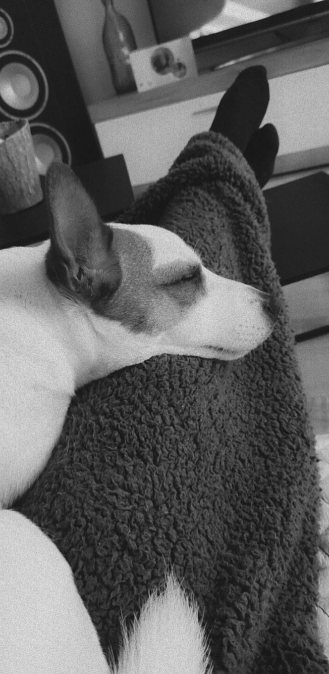 Punky participe au concours pour gagner de l'argent avec cette photo : black, canidae, carnivore, comfort, companion_dog, dog, dog_breed, ear, fur, grey, human_leg, monochrome, monochrome_photography, nap, snout, sporting_group, style, terrestrial_animal, whiskers, working_animal