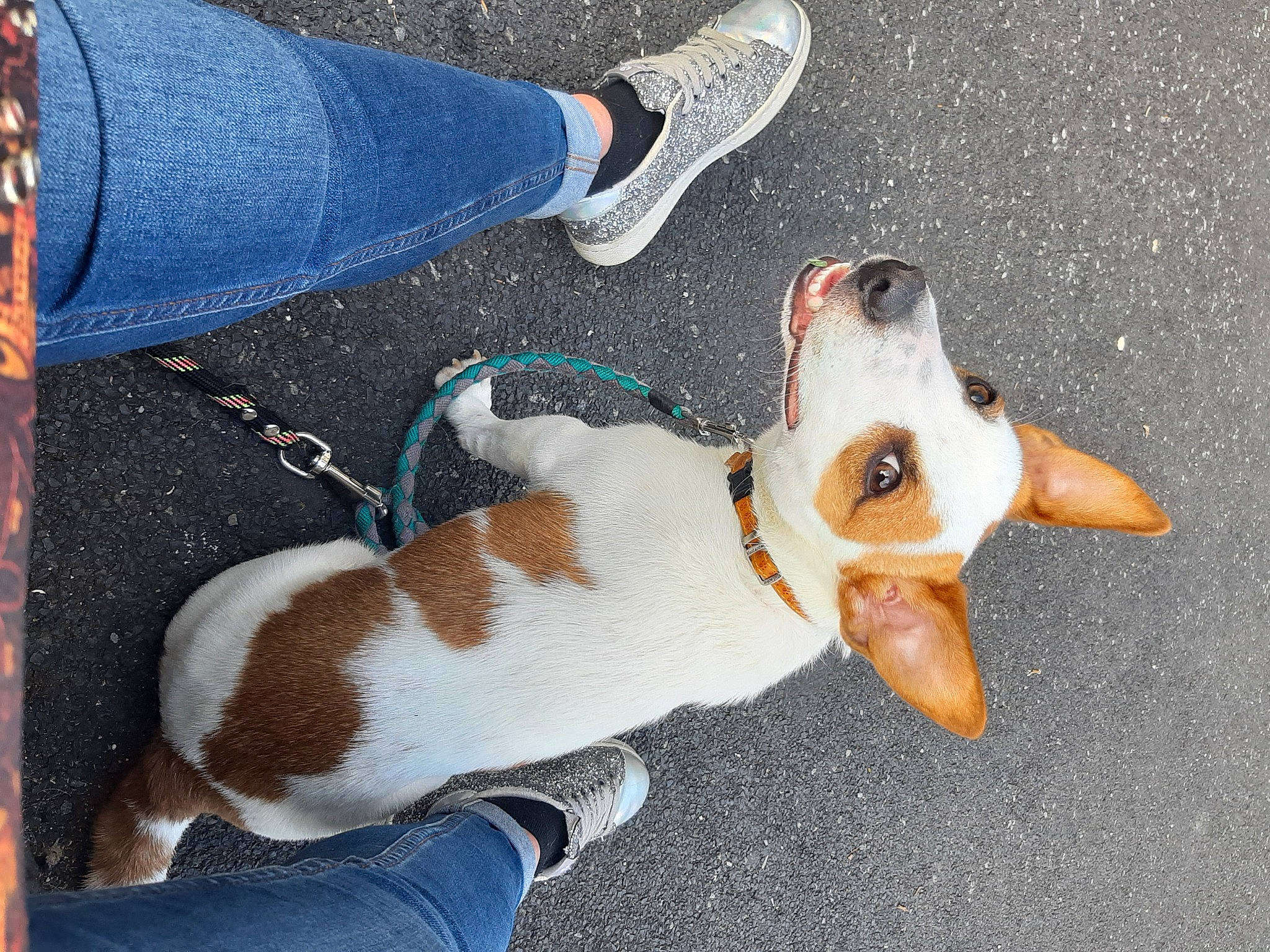 Punky participe au concours pour gagner de l'argent avec cette photo : canidae, carmine, carnivore, collar, companion_dog, denim, dog, dog_breed, electric_blue, fawn, foot, hound, human_leg, outdoor_shoe, snout, sporting_group, street_fashion, walking_shoe, white, working_animal