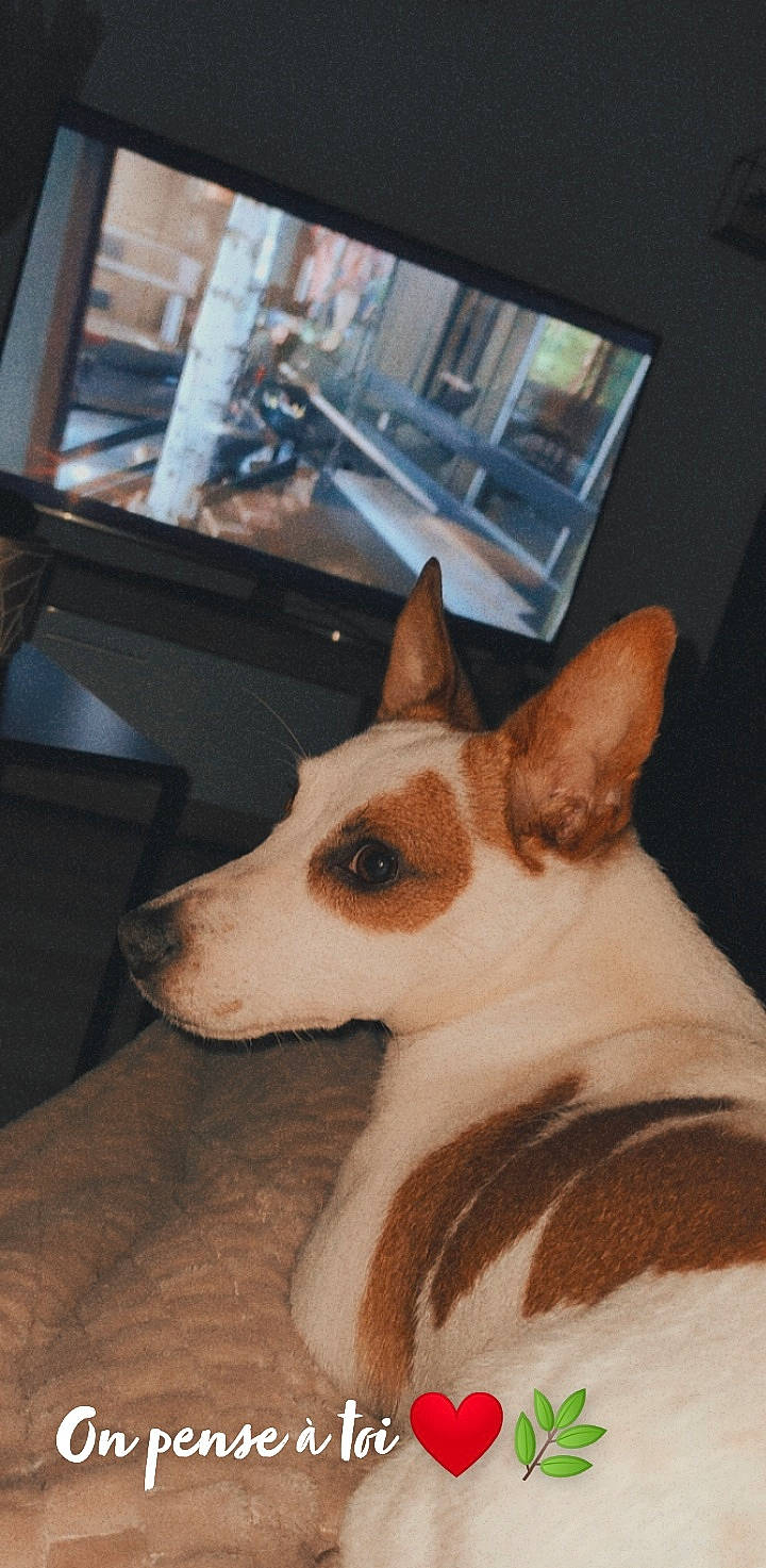 Punky a rejoint le concours — aidez-le/la à gagner de superbes lots ! basenji, canidae, carnivore, companion_dog, dog, dog_breed, dog_sports, ear, fawn, flooring, fur, jaw, non_sporting_group, snout, sporting_group, terrestrial_animal, whiskers, window, wood, working_animal