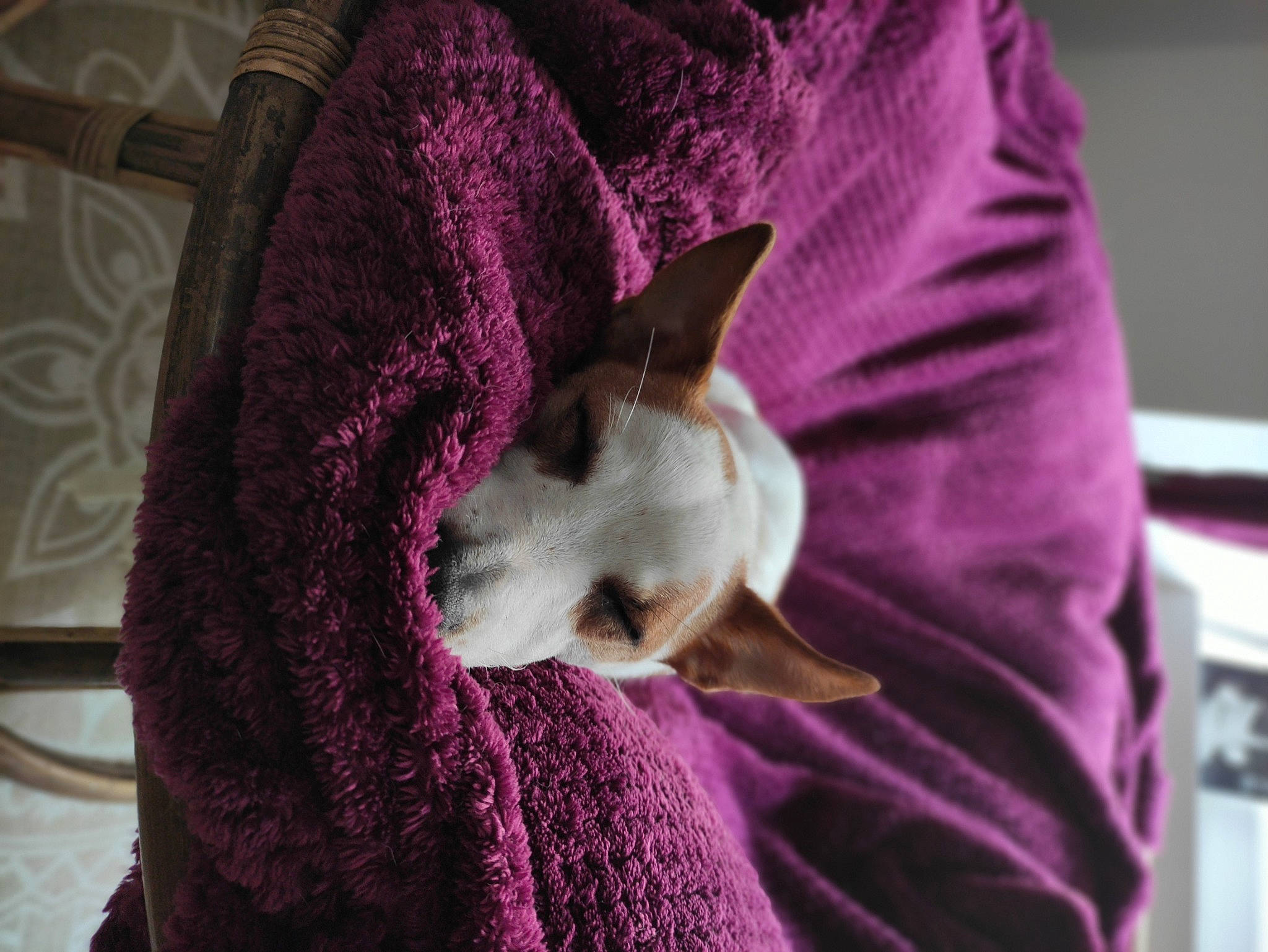 Punky participe au concours pour gagner de l'argent avec cette photo : carnivore, cat, comfort, companion_dog, dog_breed, domestic_short_haired_cat, ear, fawn, felidae, fur, linens, magenta, pink, purple, small_to_medium_sized_cats, snout, tail, textile, violet, whiskers