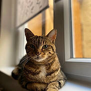 Cacahuète participe au concours pour gagner de l'argent avec cette photo : cat, tabby, windowsill, indoor, pet, feline, animal, resting, sunlight, fur, green_eyes, closeup, whiskers, portrait, domestic_cat, cute, relaxed, window, natural_light, striped