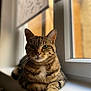 cat, tabby, windowsill, indoor, pet, feline, animal, resting, sunlight, fur, green_eyes, closeup, whiskers, portrait, domestic_cat, cute, relaxed, window, natural_light, striped