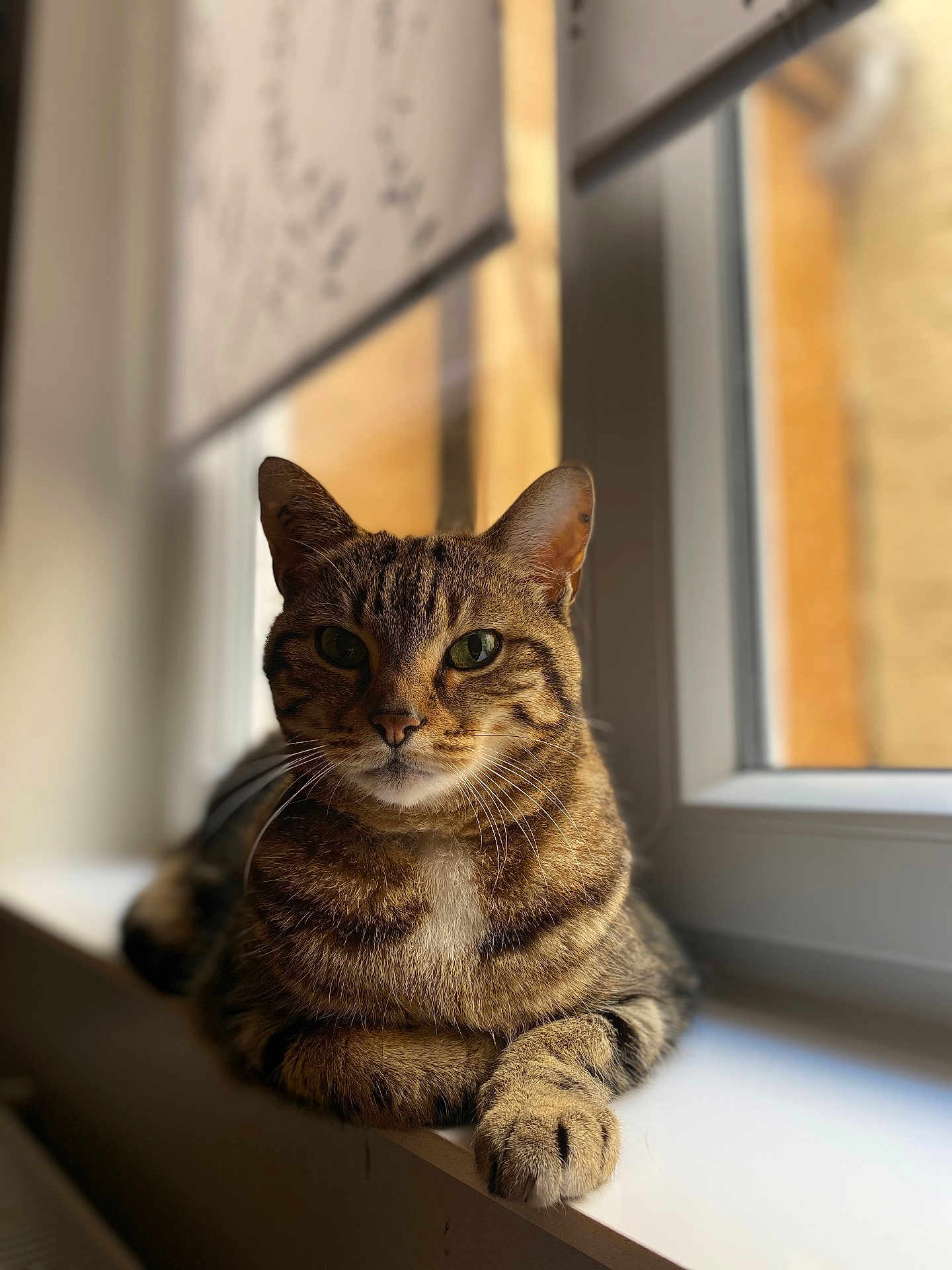 Cacahuète participe au concours pour gagner de l'argent avec cette photo : cat, tabby, windowsill, indoor, pet, feline, animal, resting, sunlight, fur, green_eyes, closeup, whiskers, portrait, domestic_cat, cute, relaxed, window, natural_light, striped