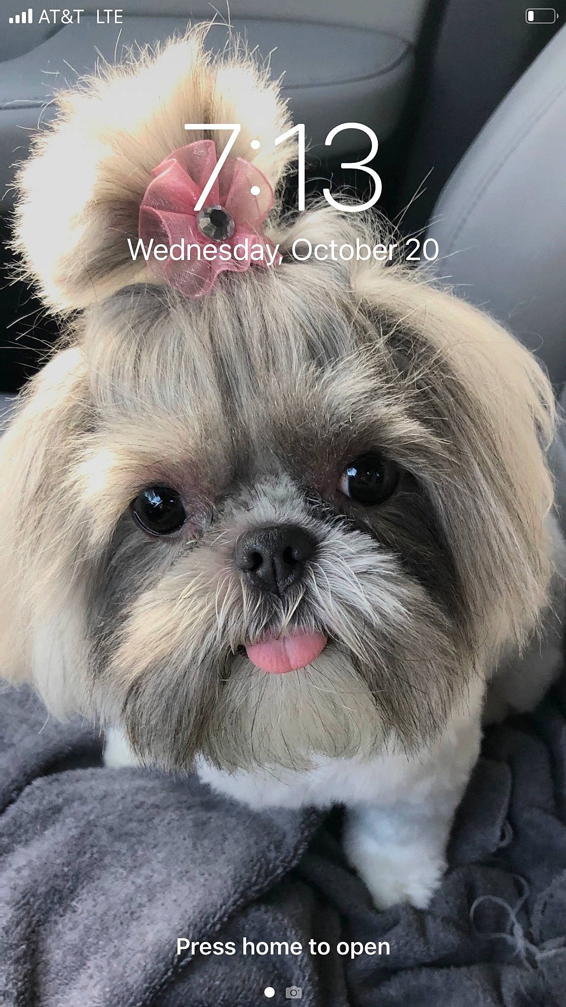 Gabi is registered to the contest to win money with this photo: canidae, carnivore, companion_dog, dog, dog_breed, dog_supply, fawn, font, fur, liver, maltepoo, non_sporting_group, photo_caption, shih_tzu, snout, sporting_group, terrestrial_animal, toy_dog, whiskers, working_animal