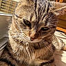 Annabelle a rejoint le concours — aidez-le/la à gagner de superbes lots ! animal, brown, cat, close_up, cute, domestic, feline, fur, indoor, mammal, pet, portrait, relaxed, resting, soft_light, striped, sunlight, tabby, whiskers, window
