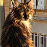 Louna Turpin a rejoint le concours — aidez-le/la à gagner de superbes lots ! cat, long_hair, black_cat, fluffy, feline, whiskers, golden_eyes, animal_portrait, close_up, sunlight, golden_hour, window, balcony, outdoor, fur, ears, nose, pet, regal, photography
