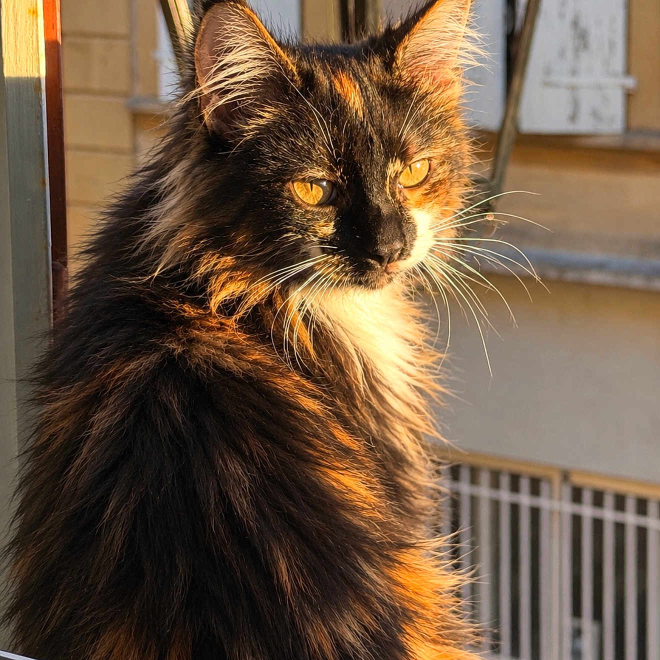 Louna Turpin a rejoint le concours — aidez-le/la à gagner de superbes lots ! cat, long_hair, black_cat, fluffy, feline, whiskers, golden_eyes, animal_portrait, close_up, sunlight, golden_hour, window, balcony, outdoor, fur, ears, nose, pet, regal, photography