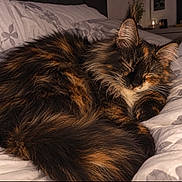 Louna Turpin participe au concours pour gagner de l'argent avec cette photo : cat, tortoiseshell, fluffy, long_hair, feline, pet, sleeping, resting, curled_up, face, whiskers, ears, fur, black_fur, orange_fur, bed, bedding, bedroom, indoor, portrait