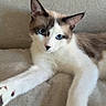 cat, kitten, blue_eyes, siamese, bicolor, white_fur, brown_fur, pointed_ears, whiskers, paws, animal, pet, portrait, indoors, sofa, couch, cozy, relaxed, stretching, home_decor