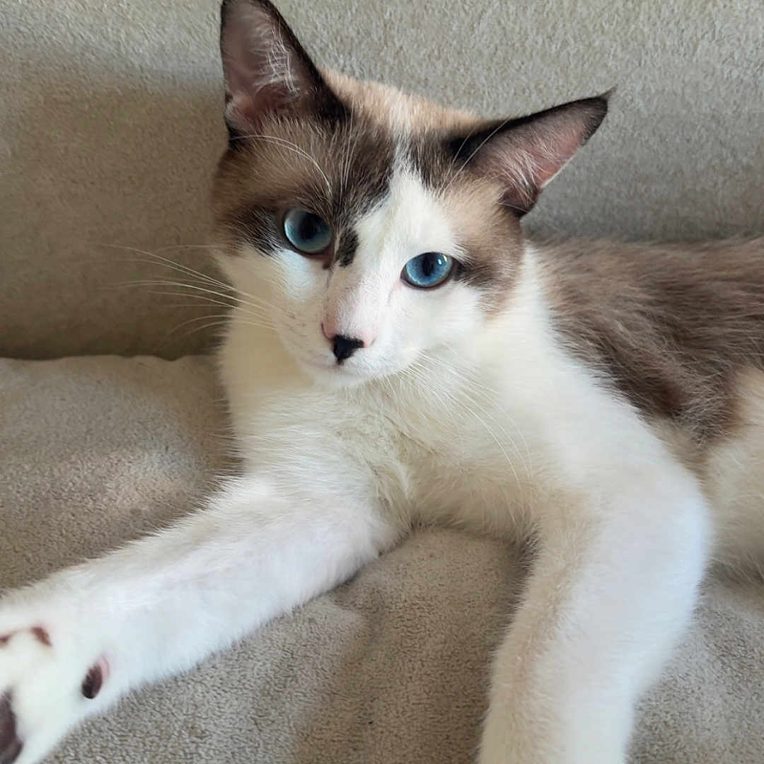 Olaf
