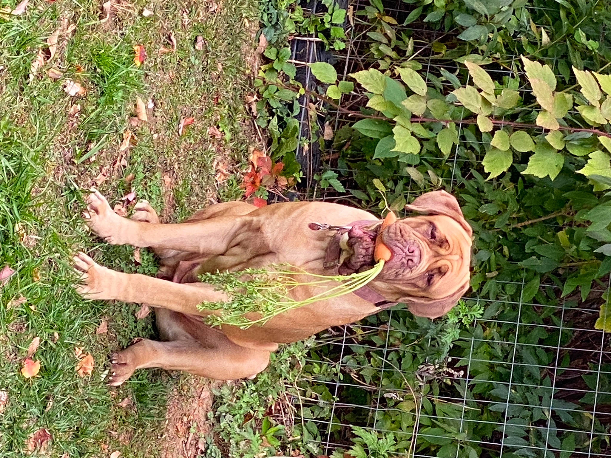 Grace joined the competition — help win amazing prizes! canidae, dog, dog_breed, fawn, fence, gesture, grass, grass_family, groundcover, human_leg, mesh, people_in_nature, plant, sporting_group, tail, thumb, trunk, wildlife, wood, wrist