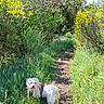 Up participe au concours pour gagner de l'argent avec cette photo : bushes, canine, curious, daylight, dirt_path, dog, grass, harness, leash, nature, outdoor, path, pet, scenic, sunny, tall_grass, trees, walk, white_dog, yellow_flowers