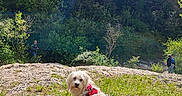 Up participe au concours pour gagner de l'argent avec cette photo : animal, clouds, curious, daytime, dog, forest, grass, harness, hiking, landscape, leash, nature, outdoor, people, pet, rocks, sky, sunlight, trees, white_dog