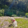 animal, clouds, curious, daytime, dog, forest, grass, harness, hiking, landscape, leash, nature, outdoor, people, pet, rocks, sky, sunlight, trees, white_dog