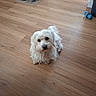 animal, clean, companion, cozy, cute, dog, floor, fur, home, indoor, kitchen, looking_up, mug, pet, quiet, small_dog, waiting, water_bowl, white_dog, wooden_floor