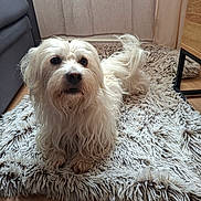 Up participe au concours pour gagner de l'argent avec cette photo : dog, white_dog, fluffy, pet, indoor, rug, shaggy_rug, floor, wooden_floor, curtain, furniture, cozy, looking_up, portrait, animal, companion, cute, laying_down, household, domestic