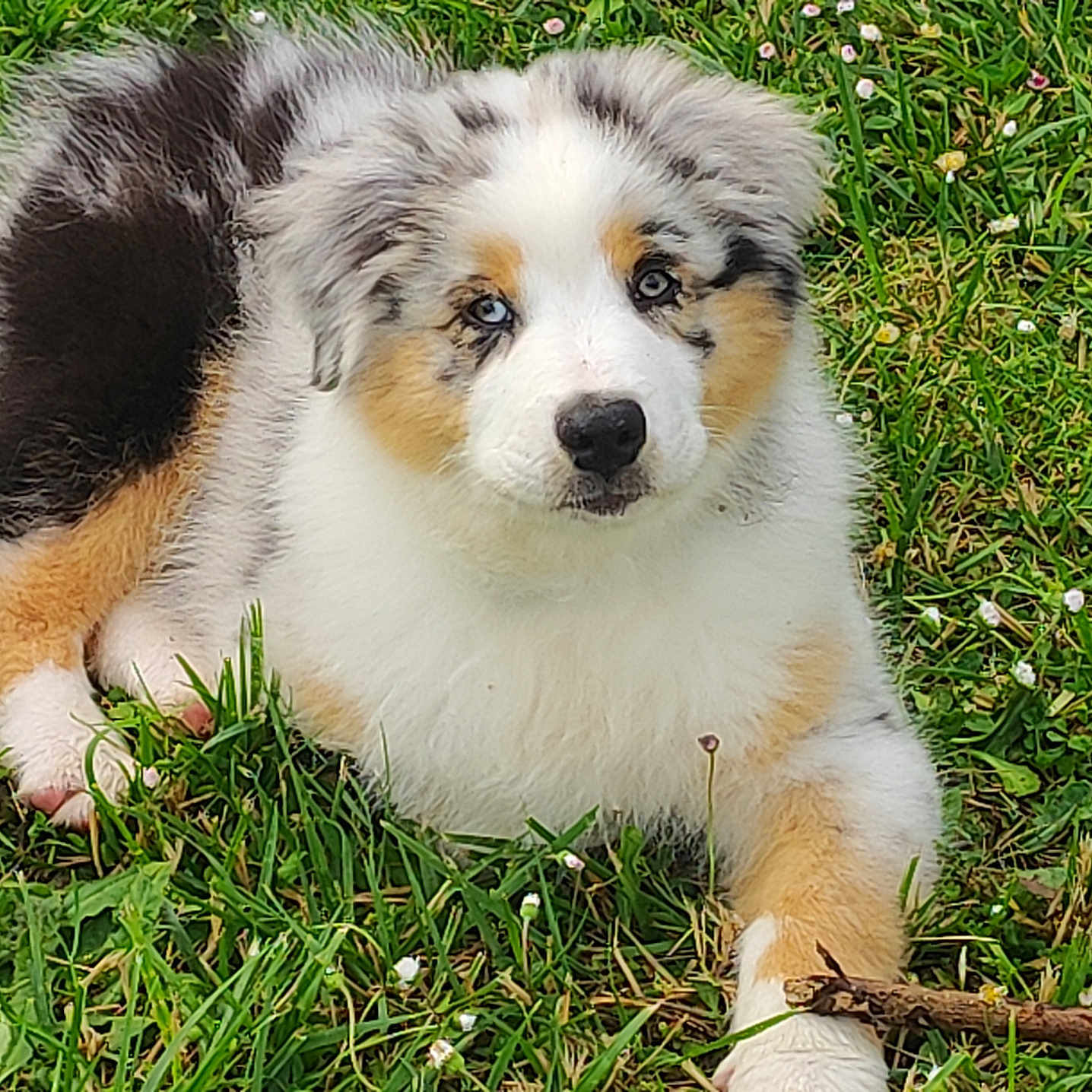 Saphir participe au concours pour gagner de l'argent avec cette photo : adorable, animal, australian_shepherd, blue_eyes, canine, cute, dog, fluffy, fur, grass, greenery, laying_down, nature, outdoor, pet, playful, puppy, small_flowers, stick, young