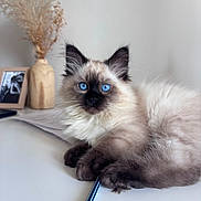 Bounty participe au concours pour gagner de l'argent avec cette photo : cat, blue_eyes, fluffy, desk, pencil, wooden_vase, dried_flowers, framed_photo, white_surface, indoor, pet, feline, relaxed, close_up, cute, animal, domestic, portrait, soft_fur, calm