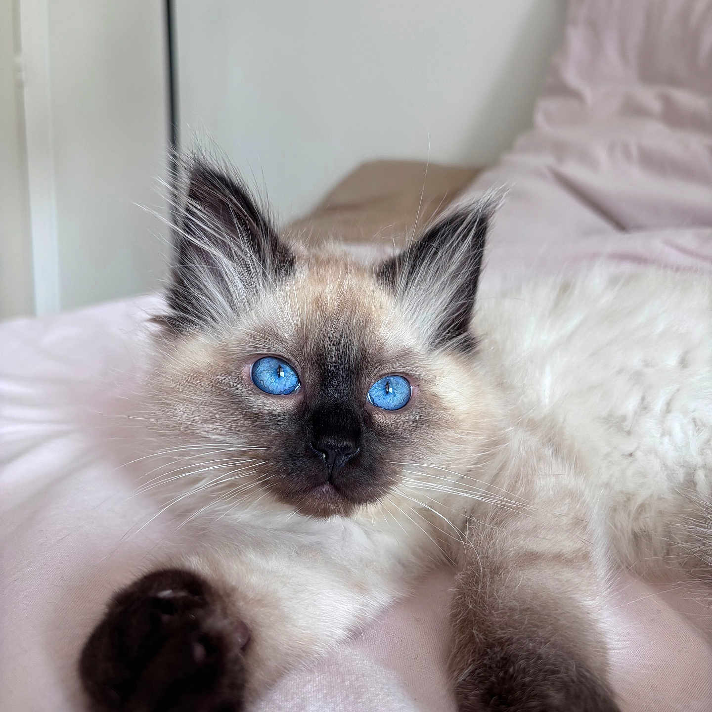 Bounty a rejoint le concours — aidez-le/la à gagner de superbes lots ! kitten, cat, blue_eyes, fluffy, paws, bed, blanket, lamp, indoor, pet, feline, cute, relaxed, soft, fur, whiskers, portrait, animal, domestic, cozy