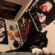 Puka is registered to the contest to win money with this photo: bed, black_cat, cat, close_up, collar, cozy, decor, feline, indoor, low_light, plush_toys, posters, relaxed, resting, room, soft_surface, tuxedo_cat, wall_art, whiskers, white_paws