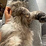 Kelya a rejoint le concours — aidez-le/la à gagner de superbes lots ! animal, blurred, casual, cat, comfort, cozy, domestic, fluffy, friendly, fur, furniture, grey_sweatpants, hand, home, indoor, lap, pet, relaxed, resting, soft