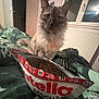 bed, biscuit_bag, blanket, brown, cat, cozy, curious, door, food, fur, furry, green, indoor, nutella, pet, radiator, room, snack, white, window