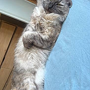 Kelya participe au concours pour gagner de l'argent avec cette photo : animal, blue_bed, cat, cozy, crossed_paws, cute, domestic_cat, feline, fluffy, fur, indoor, lounging, paws, pet, relaxed, resting, sleepy_eyes, soft, tail, whiskers