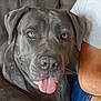 dog, gray_dog, tongue_out, close_up, pet, animal, indoor, sofa, person_arm, casual_clothing, brown_eyes, relaxed, companion, domestic_animal, cute, friendly, furry, mammal, portrait, resting