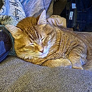 Boomer joined the competition — help win amazing prizes! blanket, cat, comfort, couch, cozy, domestic, ears, feline, folded_clothes, fur, ginger_cat, home, indoor, nap, pet, relaxation, resting, sleeping, soft_texture, whiskers