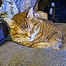 blanket, cat, comfort, couch, cozy, domestic, ears, feline, folded_clothes, fur, ginger_cat, home, indoor, nap, pet, relaxation, resting, sleeping, soft_texture, whiskers
