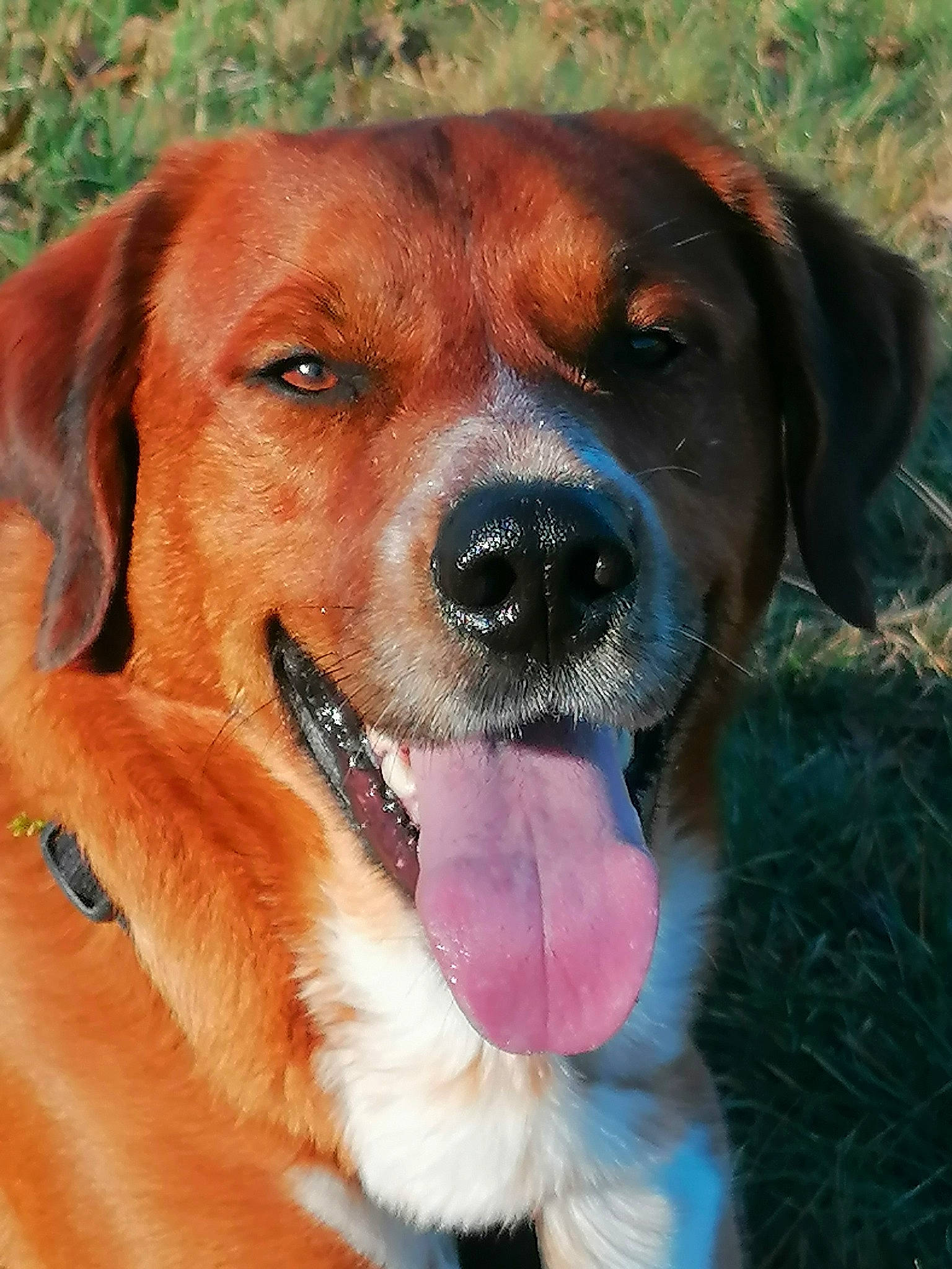 Banjo a rejoint le concours — aidez-le/la à gagner de superbes lots ! canidae, carnivore, collar, companion_dog, dog, dog_breed, dog_collar, dog_supply, fawn, fur, grass, gun_dog, liver, plant, snout, sporting_group, vertebrate, whiskers, working_animal, working_dog