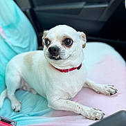 Pepe Le Pew is registered to the contest to win money with this photo: dog, small_dog, white_dog, chihuahua, pet, car_seat, seat_cover, red_collar, paw, animal, indoor, resting, cute, looking_away, closeup, fur, canine, companion, domestic_animal, car_interior