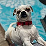 dog, small_dog, white_dog, red_collar, pet, outdoor, close_up, squinting, funny_expression, animal, canine, fur, sunlight, background_pattern, pool_float, playful, cute, pet_accessory, standing, portrait