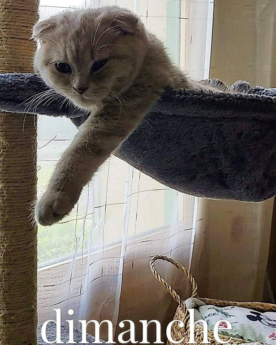 Smarty a rejoint le concours — aidez-le/la à gagner de superbes lots ! bracelet, carnivore, cat, cat_supply, claw, comfort, domestic_short_haired_cat, fashion_accessory, felidae, font, fur, jewellery, pattern, photo_caption, small_to_medium_sized_cats, snout, tail, terrestrial_animal, whiskers, window