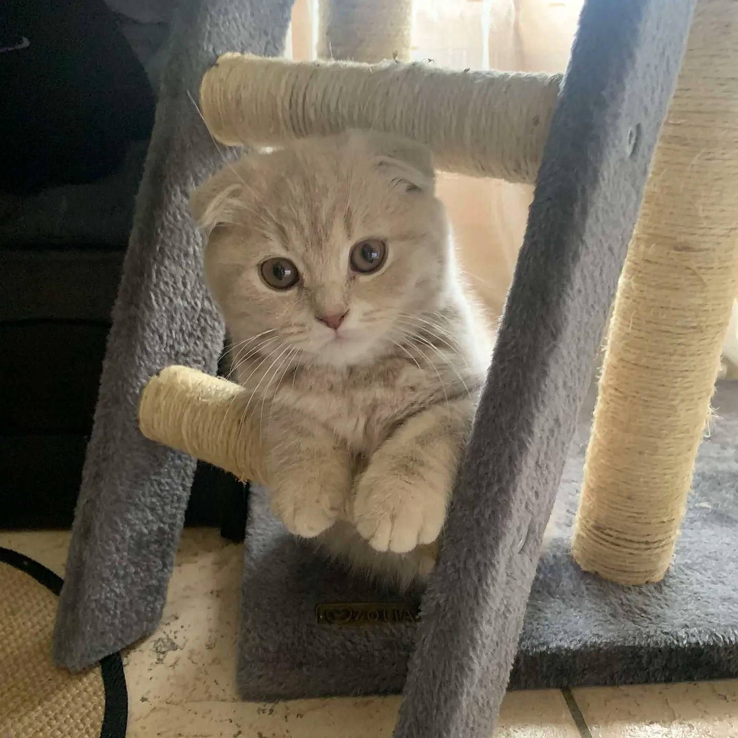 Smarty participe au concours pour gagner de l'argent avec cette photo : carnivore, cat, chair, claw, comfort, domestic_short_haired_cat, eye, fawn, felidae, flooring, fur, hardwood, metal, paw, sitting, small_to_medium_sized_cats, snout, tail, whiskers, wood