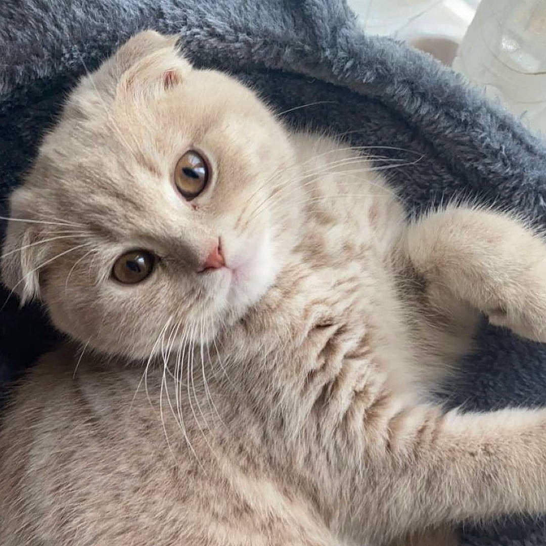 Smarty participe au concours pour gagner de l'argent avec cette photo : carnivore, cat, cat_bed, claw, close_up, comfort, domestic_short_haired_cat, fawn, felidae, fur, paw, plant, small_to_medium_sized_cats, snout, tail, terrestrial_animal, tree, whiskers