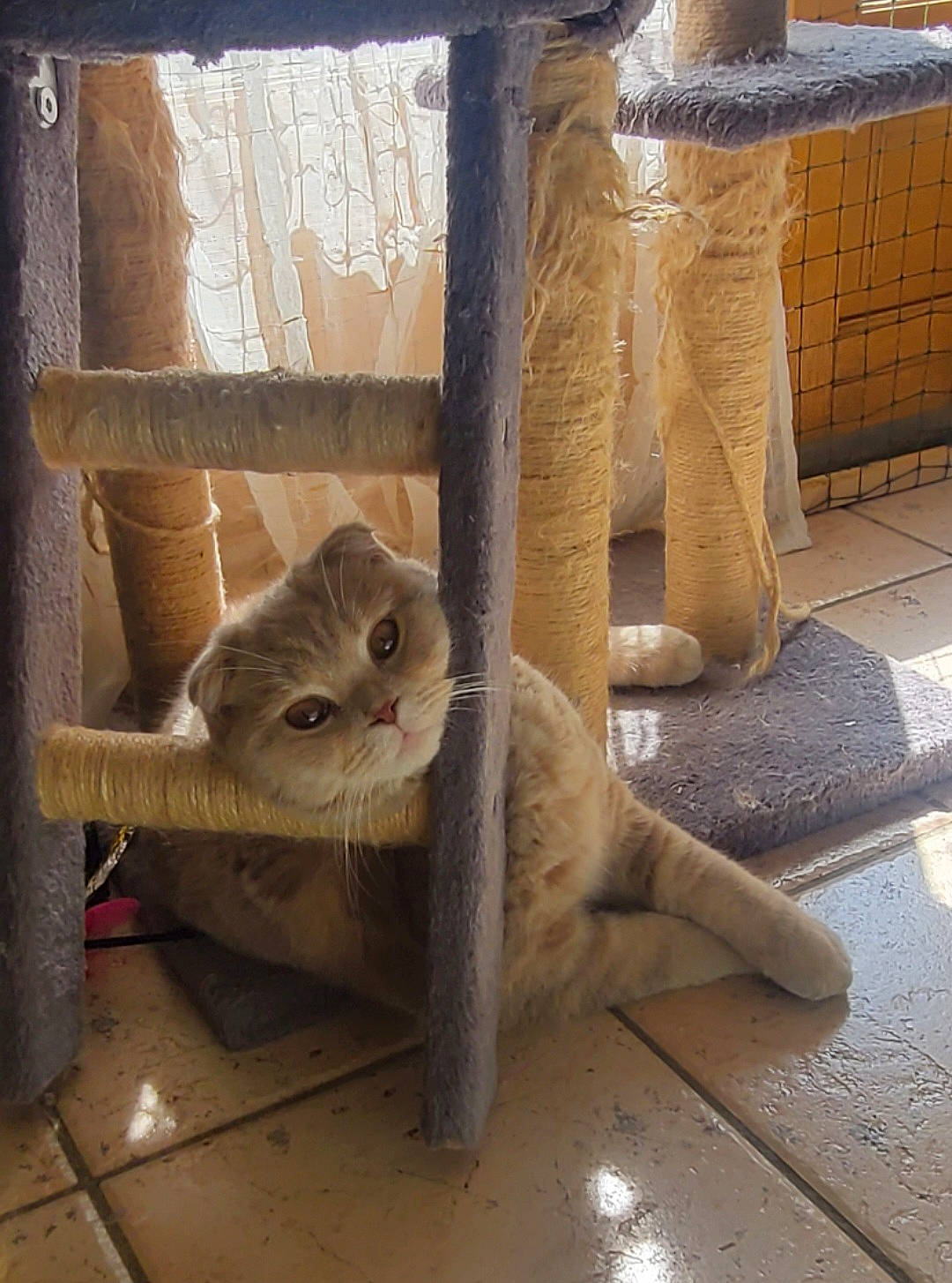 Smarty participe au concours pour gagner de l'argent avec cette photo : animal_shelter, cage, carnivore, cat, cat_supply, comfort, fawn, felidae, flooring, fur, hardwood, mammal, pet_supply, shelf, small_to_medium_sized_cats, snout, tail, vertebrate, whiskers, wood