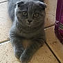 Topaze a rejoint le concours — aidez-le/la à gagner de superbes lots ! british_longhair, carnivore, cat, domestic_short_haired_cat, door, eye, fawn, felidae, flooring, fur, grey, iris, paw, small_to_medium_sized_cats, snout, tail, terrestrial_animal, whiskers, window