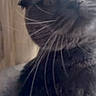 animal, cat, close_up, emoji, expression, face, feline, fur, gray_cat, indoor, low_angle, natural_light, pet, portrait, screen_overlay, selfie, smartphone, social_media, whiskers, window