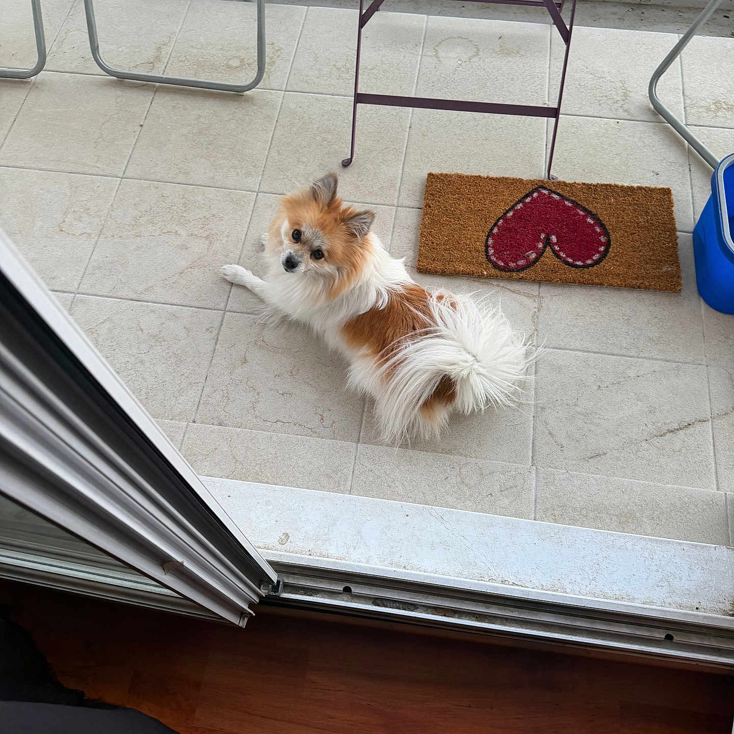 Lala a rejoint le concours — aidez-le/la à gagner de superbes lots ! dog, small_dog, fluffy, white_fur, brown_fur, doormat, heart_shape, tiled_floor, patio, balcony, chair, metal_chair, blue_container, looking_up, pet, animal, indoors, floor, curious, relaxing