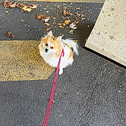 Lala a rejoint le concours — aidez-le/la à gagner de superbes lots ! dog, leash, asphalt, yellow_lines, dry_leaves, small_dog, fluffy, outdoor, urban, concrete_pillar, curious, pet, walking, pavement, sidewalk, street, animal, white, orange, red_leash