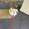 dog, leash, asphalt, yellow_lines, dry_leaves, small_dog, fluffy, outdoor, urban, concrete_pillar, curious, pet, walking, pavement, sidewalk, street, animal, white, orange, red_leash