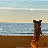 dog, ocean, sunset, water, animal, pet, beach, sky, nature, outdoor, fence, sunlight, silhouette, calm, brown, tail, ears, standing, peaceful, scenic