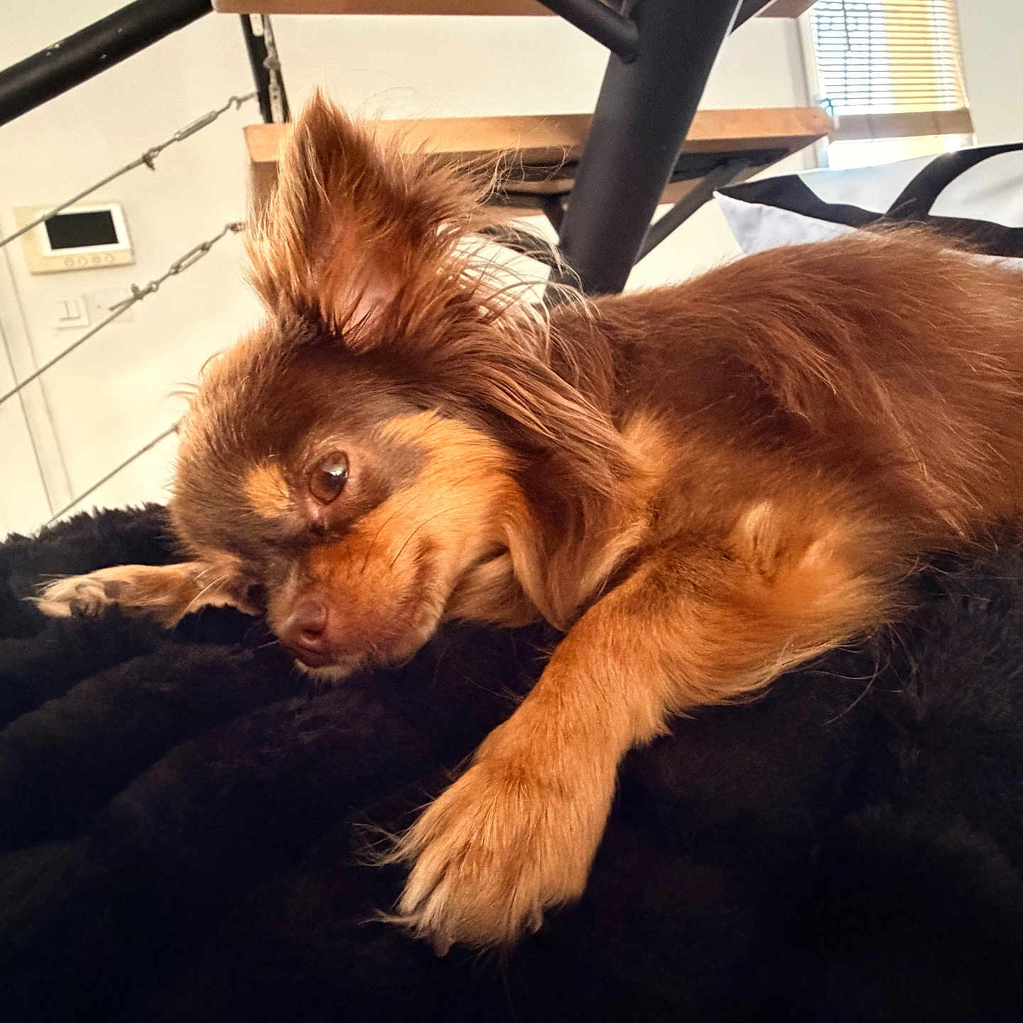 Stella a rejoint le concours — aidez-le/la à gagner de superbes lots ! dog, brown_dog, pet, lying_down, blanket, indoor, furniture, window, relaxed, cozy, fur, ears, paw, bedroom, resting, home, comfort, animal, cute, domestic