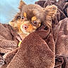 Stella participe au concours pour gagner de l'argent avec cette photo : dog, small_dog, brown_dog, fluffy, blanket, cozy, snug, pet, cute, animal, fur, ears, face, nose, indoor, relaxing, comfort, soft_texture, warm, wrapped